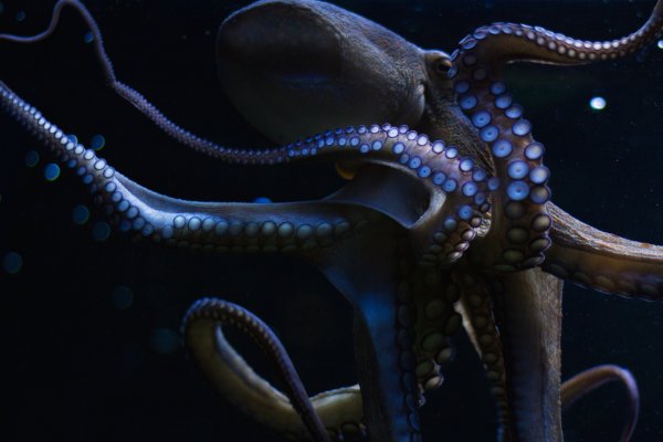 Kraken ссылки актуальные 2025 г