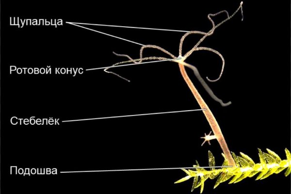 Как вернуть деньги с кракена